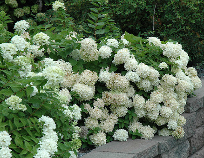 Hortensia "Grandiflora
