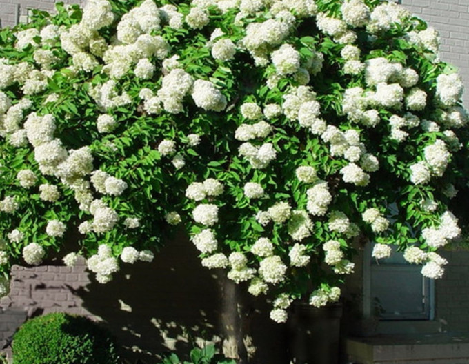 Hortensia "Grandiflora
