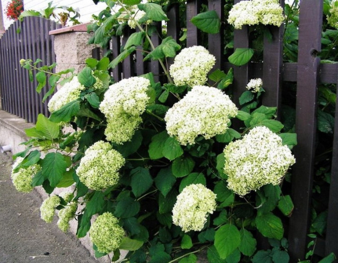 Hortensia "Grandiflora