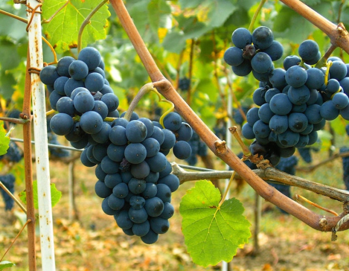 Struguri de masă ´Moldova´, 2l