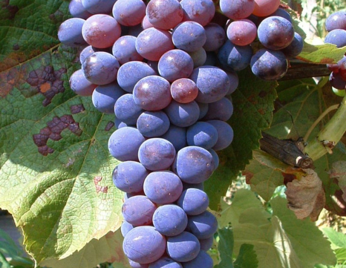 Viță de vie struguri de masă ´Venus´, 2l