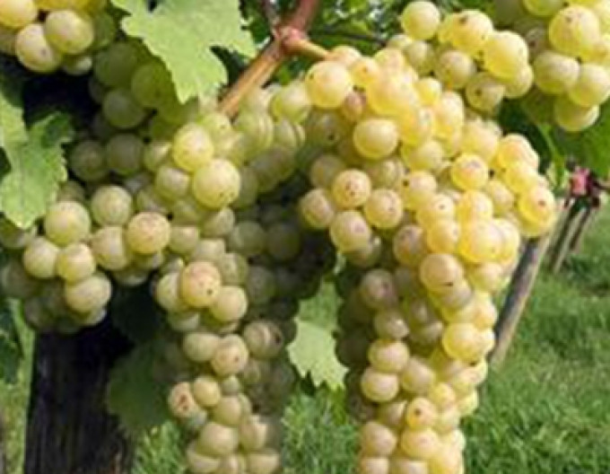 Struguri de masă ´Chrupka biela´, 2l cont.