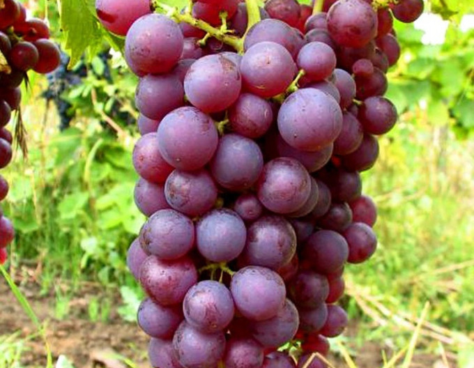 Struguri de masă ´Chrupka rose´, 2l