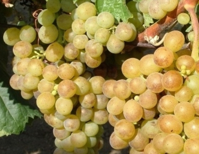 Struguri de masă ´Polockei Muskotal´, 2l
