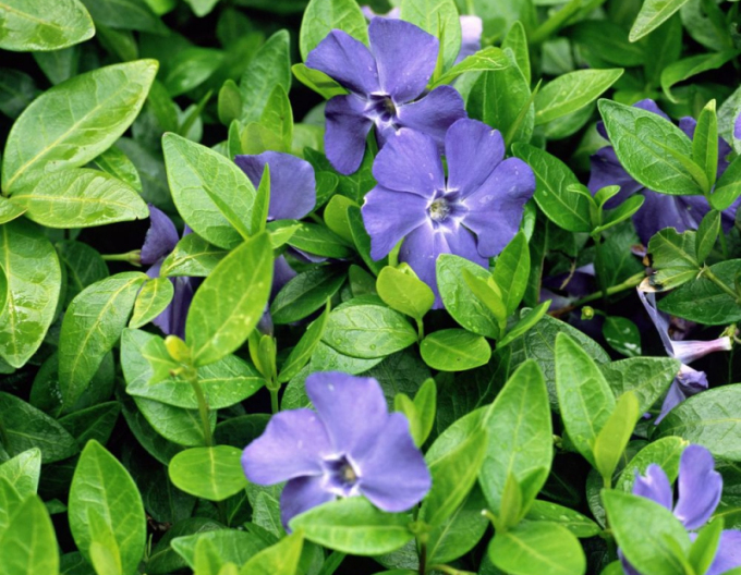 Vinca minor