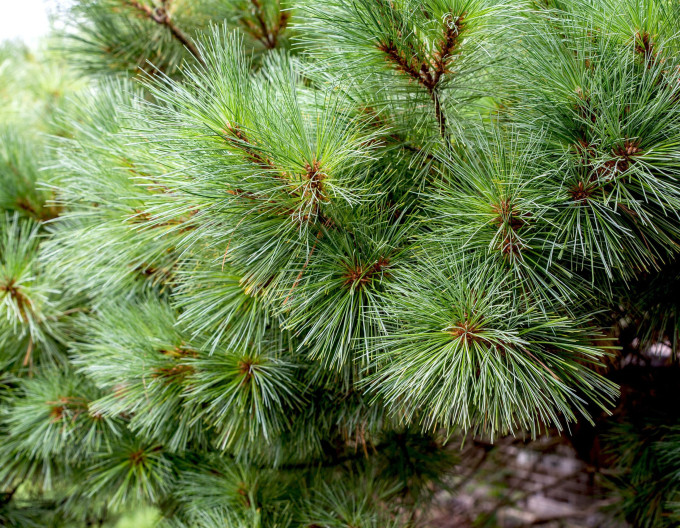Pin neted ´Ontario´