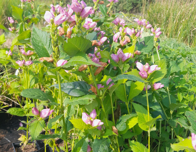 Chelone Obliqua