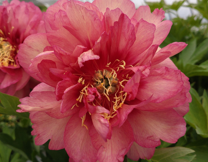 Paeonia "Hillary"