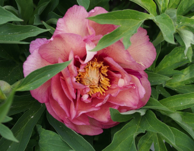 Paeonia "Hillary"