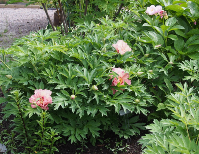 Paeonia "Hillary"