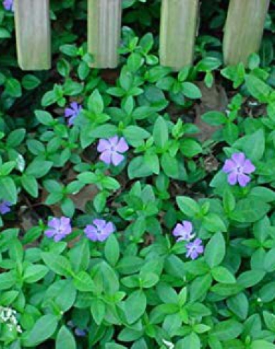 Saschiu-pitic (vinca minor)