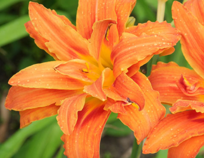 Hemerocallis ´Kwanso´