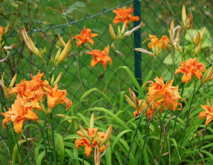 Hemerocallis ´Kwanso´