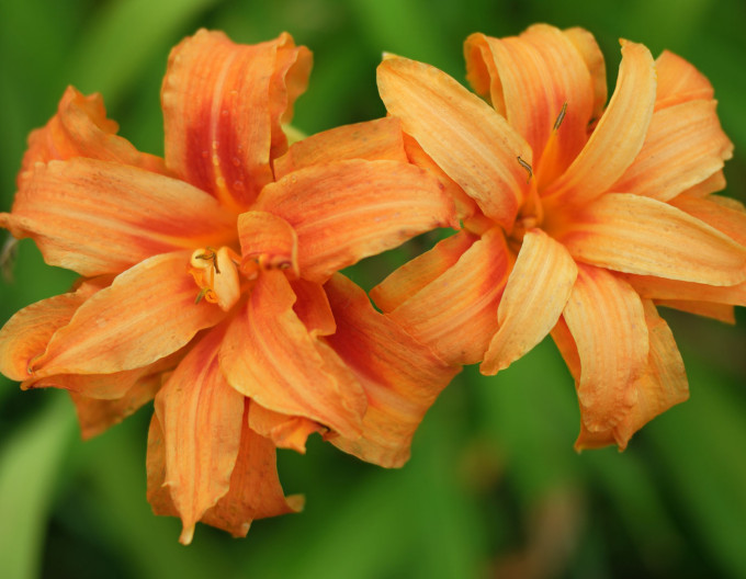 Hemerocallis ´Kwanso´