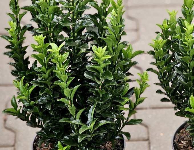 Euonymus  Green Spire