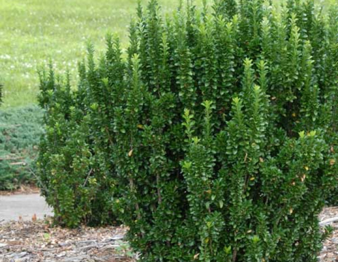 Euonymus  Green Spire