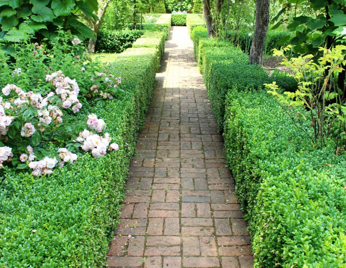 Euonymus  Green Spire