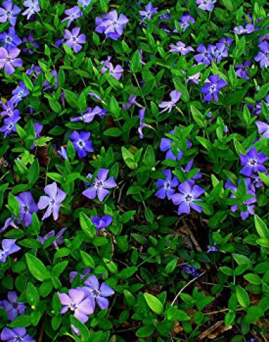 Saschiu-pitic (vinca minor)