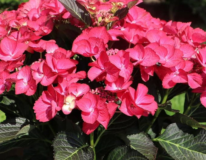 Hydrangea  ´Dark Angel´