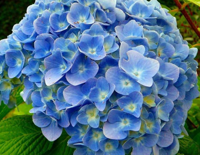Hydrangea Fabolo Blue