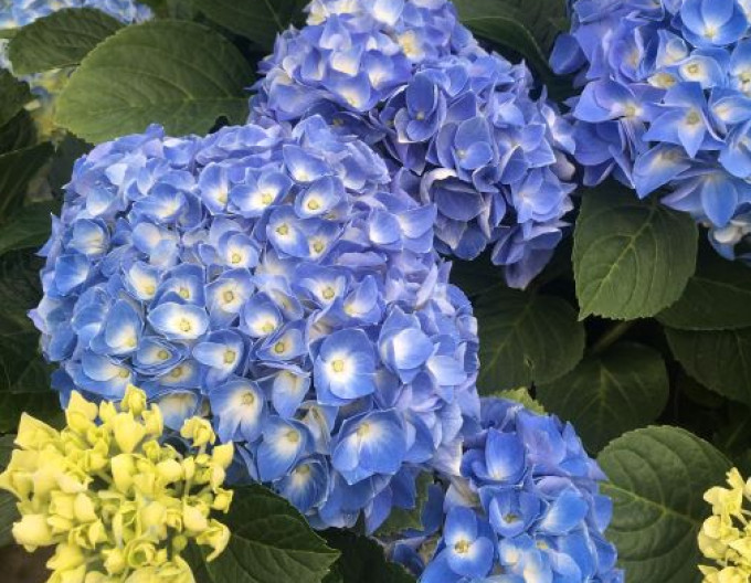 Hydrangea Fabolo Blue