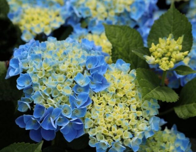 Hydrangea Fabolo Blue