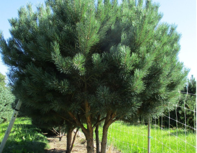 Pin silvestru ´Watererii´ 30/40