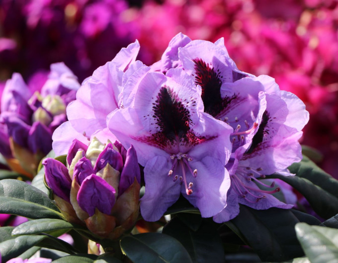 Rhododendron Metallica