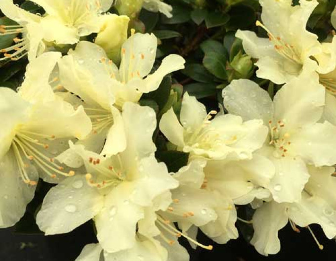 Rhododendron ´Golden Wonder´