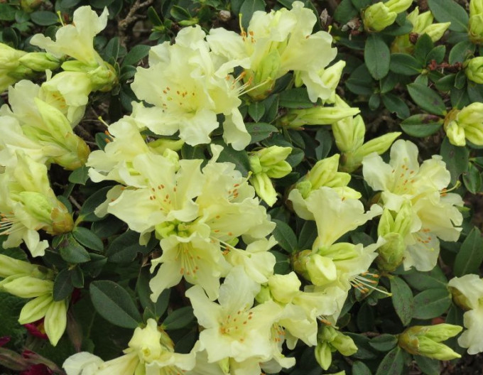 Rhododendron ´Golden Wonder´