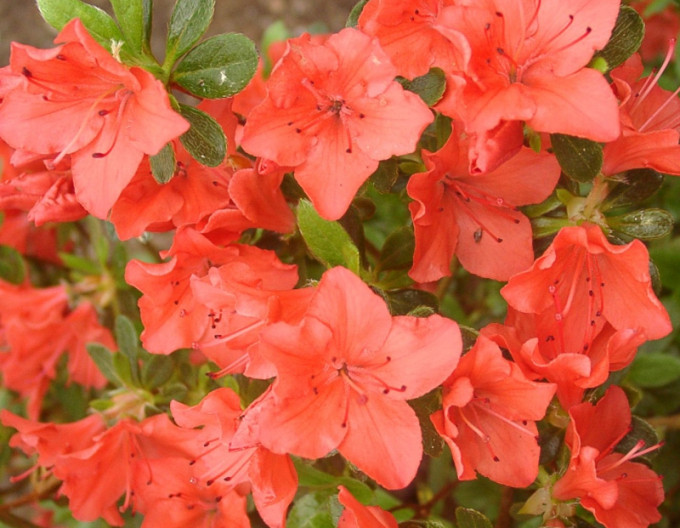 Azalea japonica Geisha Orange 2l