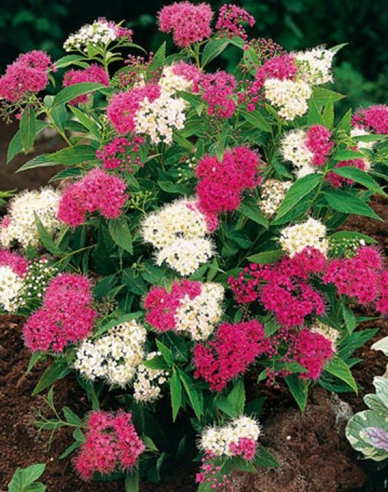 Spiraea  japoneză  Genpei