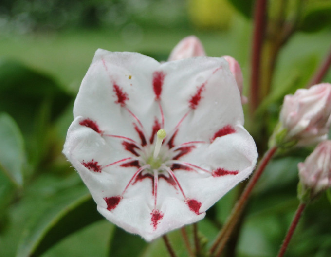 Kalmia ´Windmill´