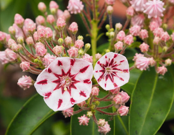 Kalmia ´Windmill´