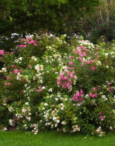Spiraea  japoneză  Genpei