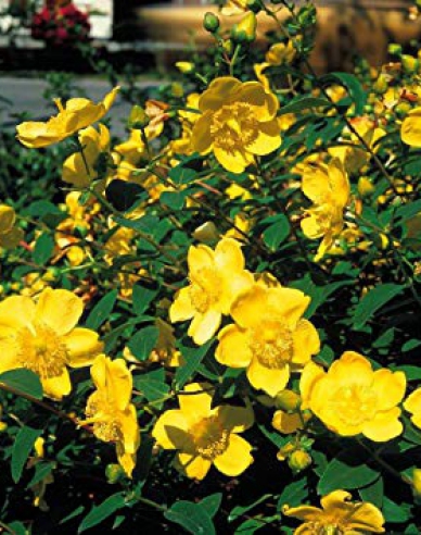 Hypericum ´Hidcote´