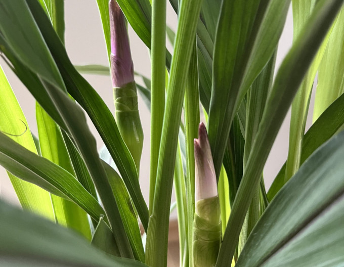 Turmeric