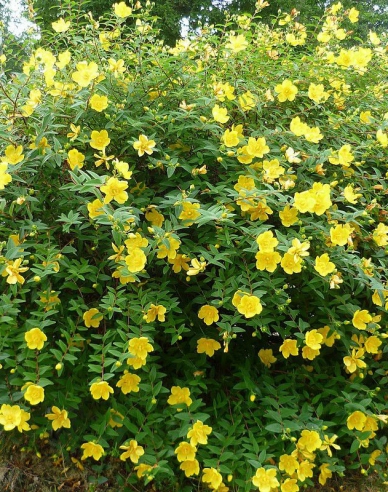 Hypericum ´Hidcote´