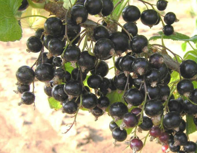 Coacăz negru Ben Hope KER