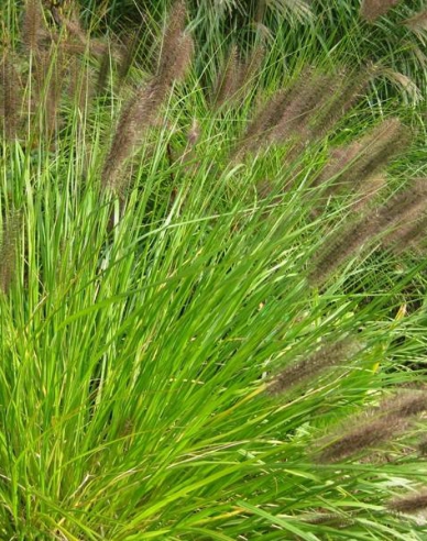 Iarbă fântână  Viridescens