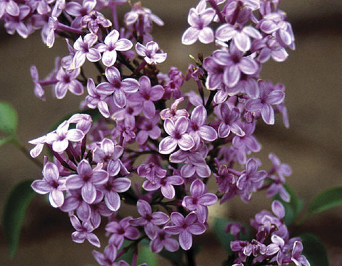 Liliac chinezesc
