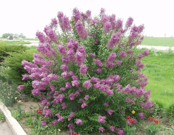 Liliac chinezesc