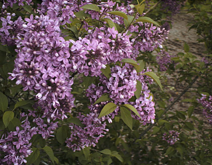 Liliac chinezesc