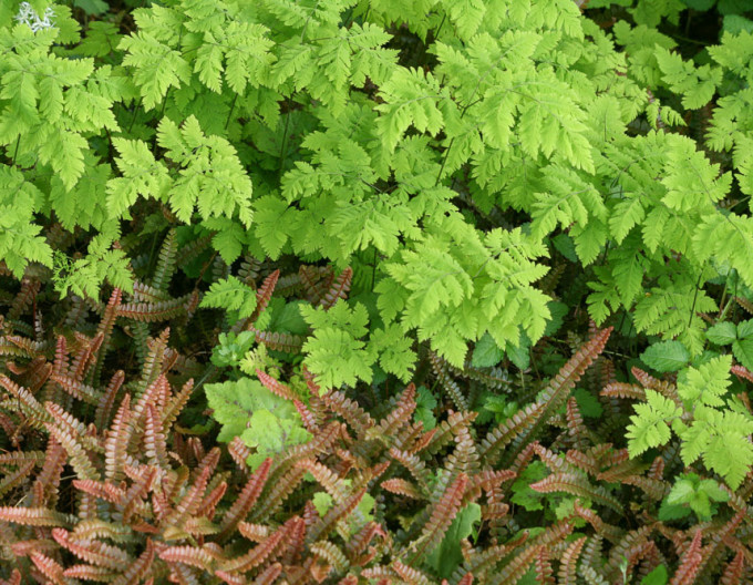 Feriga de stejar Plumosum