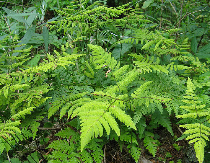 Feriga de stejar Plumosum