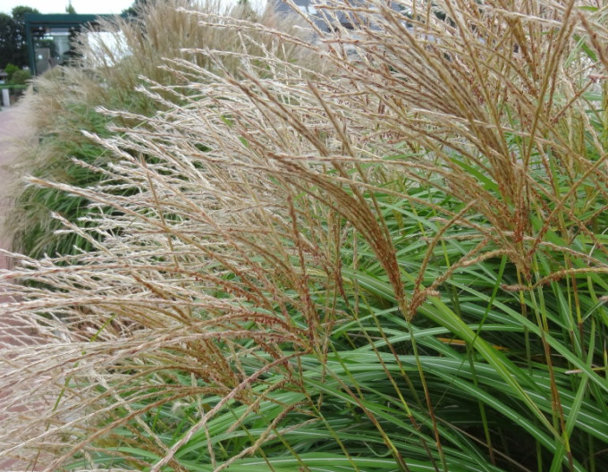 Miscanthus  ´Yaka Dance´