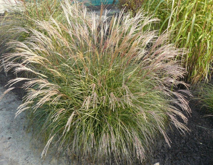 Miscanthus  ´Yaka Dance´