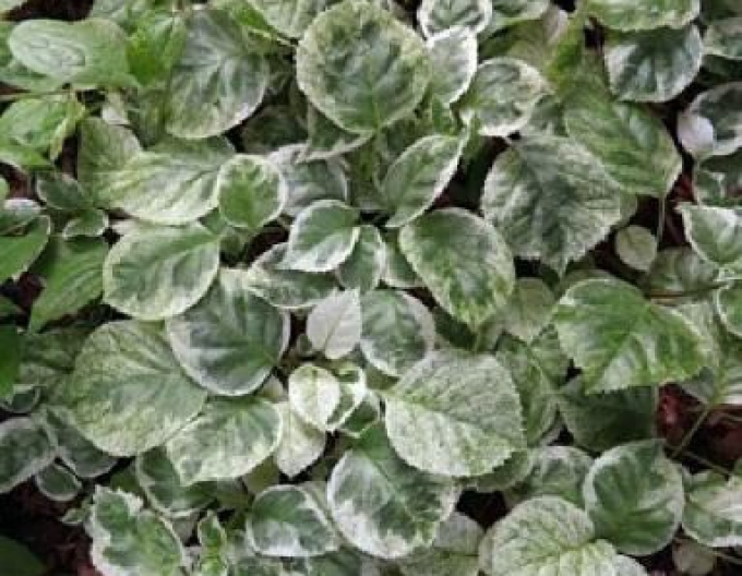 Hortensia cățărătoare ´Take a Chance´