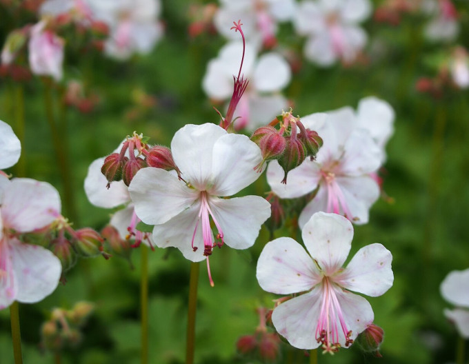 Geranium Lohfelden