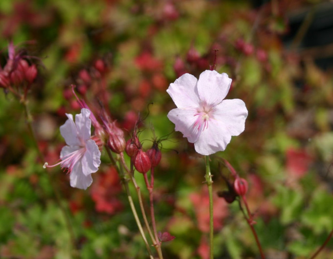 Geranium Lohfelden
